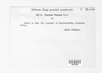 Puccinia poarum image